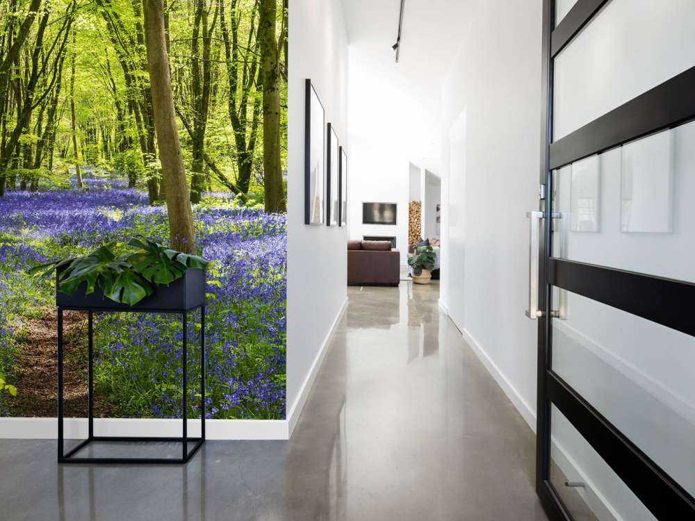 Forest in the sunlight