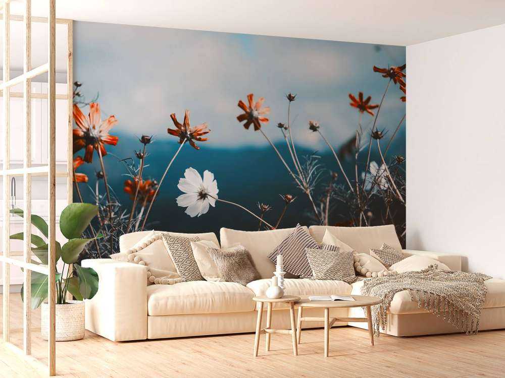 Cosmos flowers in the field