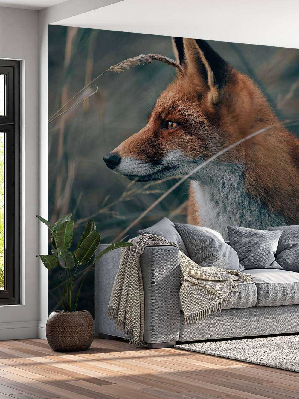 Fox in the dunes