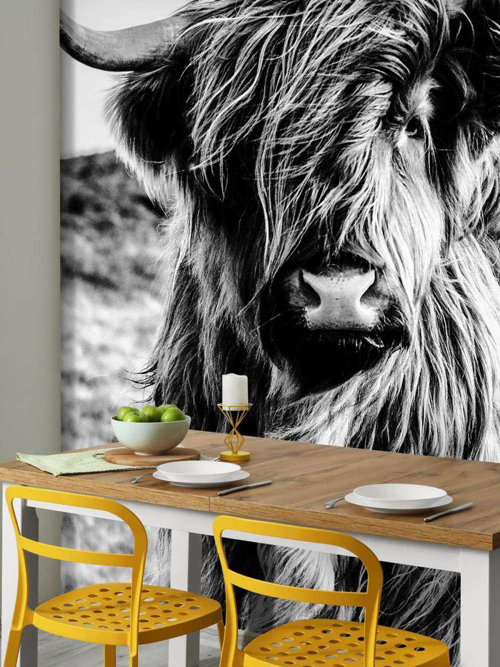 Scottish Highlander in black and white