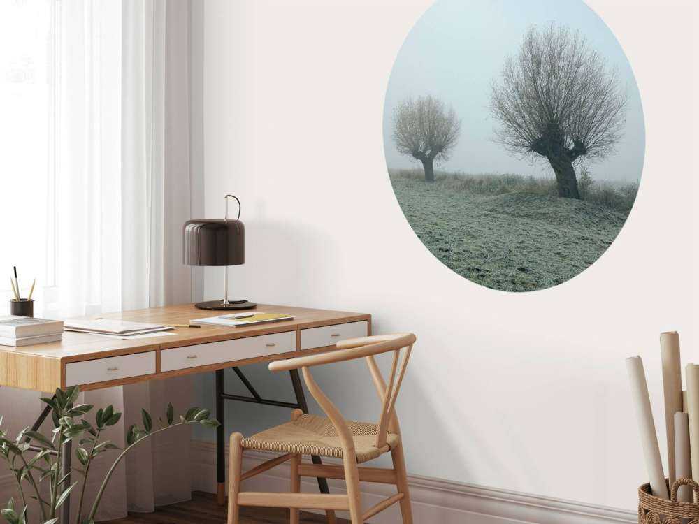 Pollard willows in the fog