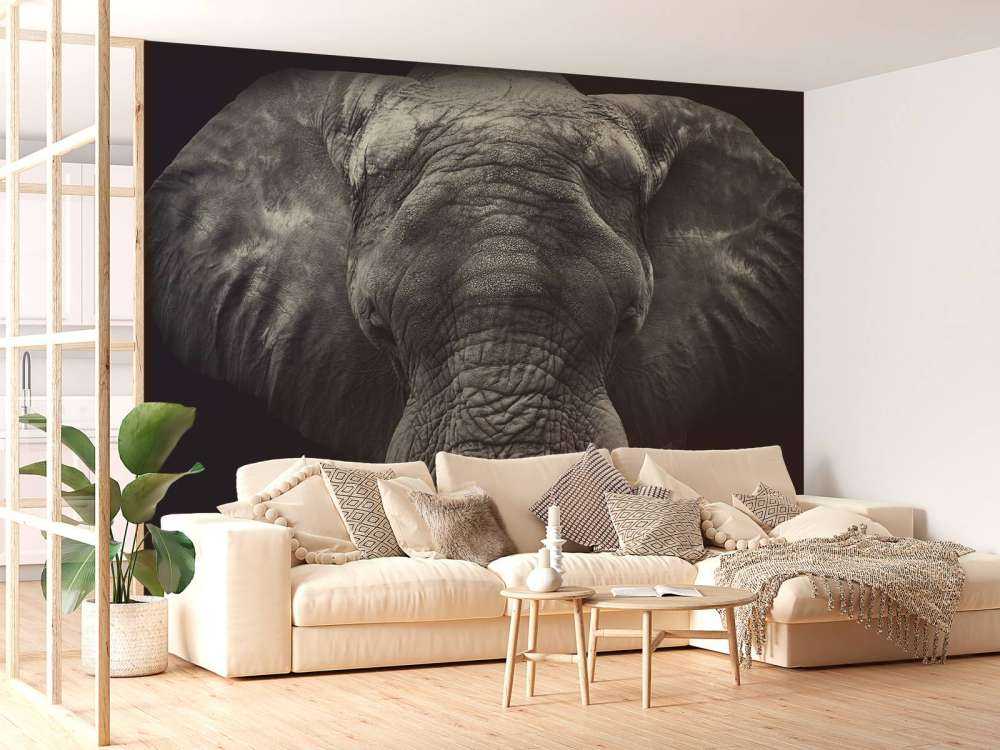 Close-up of an elephant