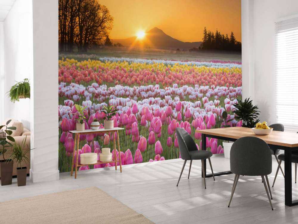 Colorful tulip field