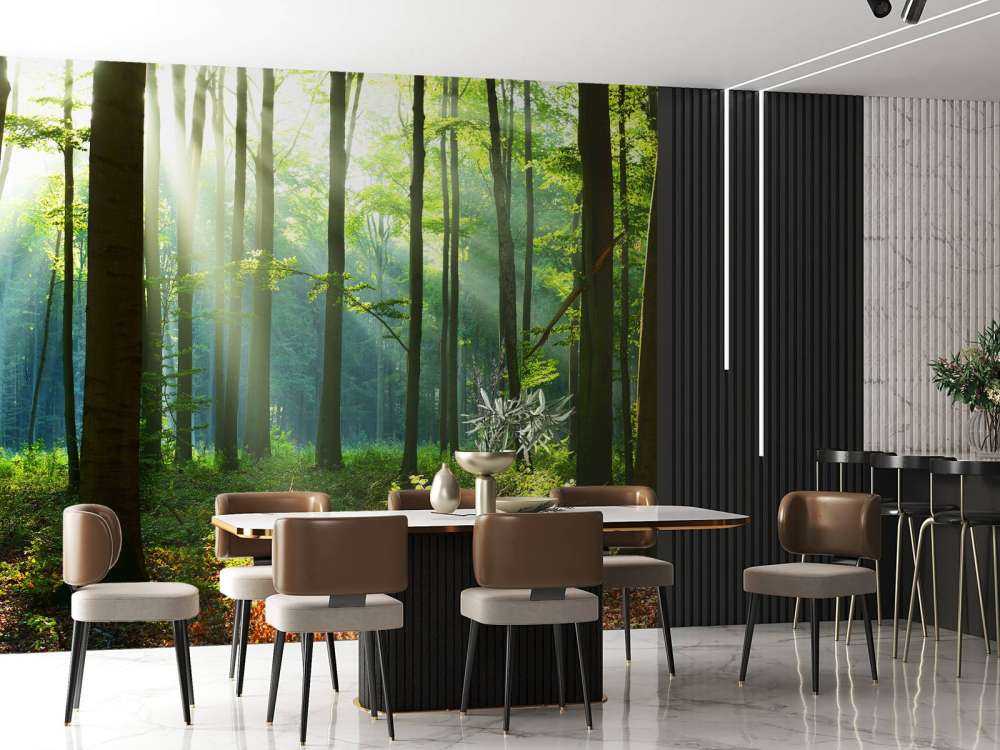 Morning in the forest