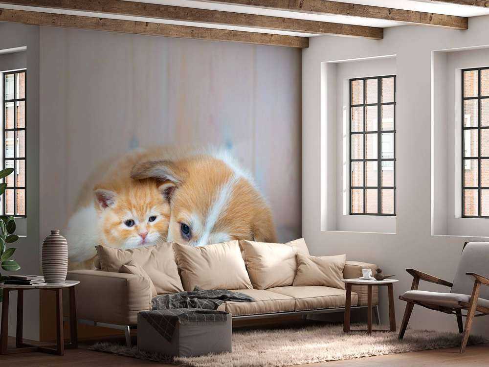 Cat wallpaper. Picture of a kitten and puppy.