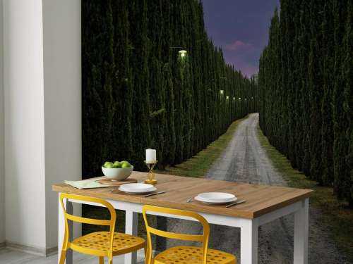 Cypress in the evening
