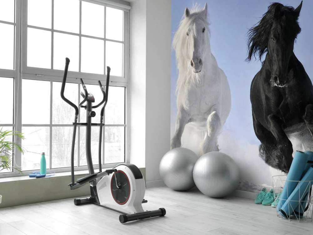 White and a black horse