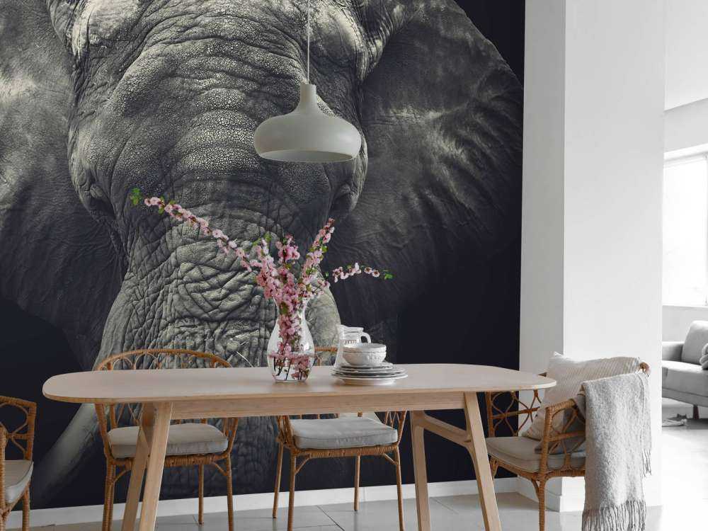 Close-up of an elephant