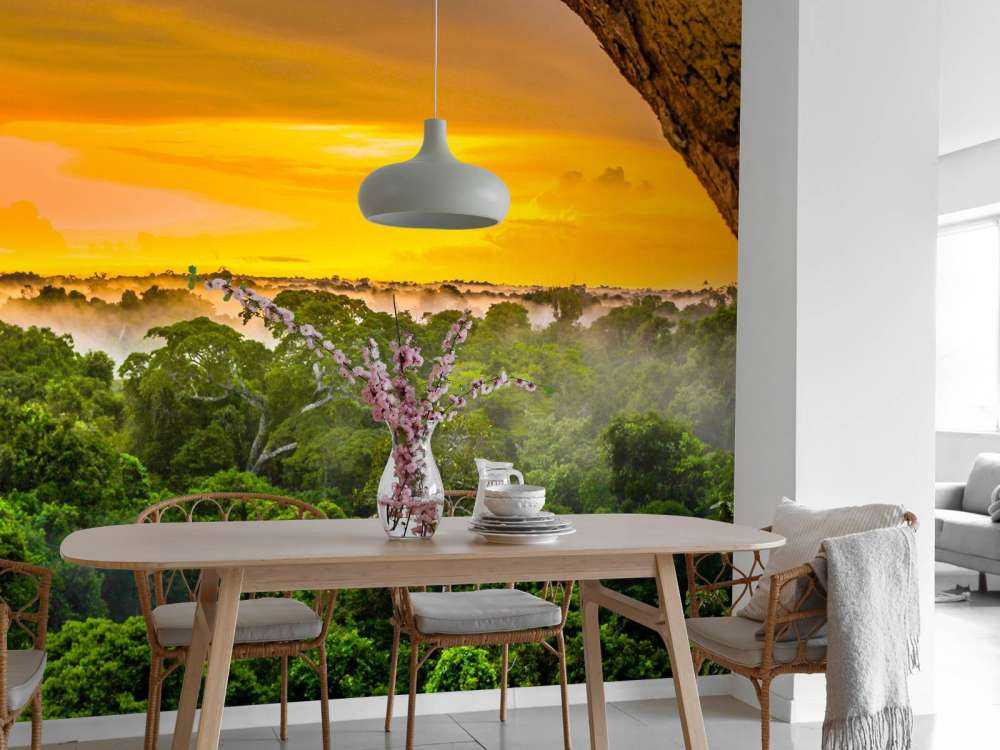 Rainforest in Brazil 