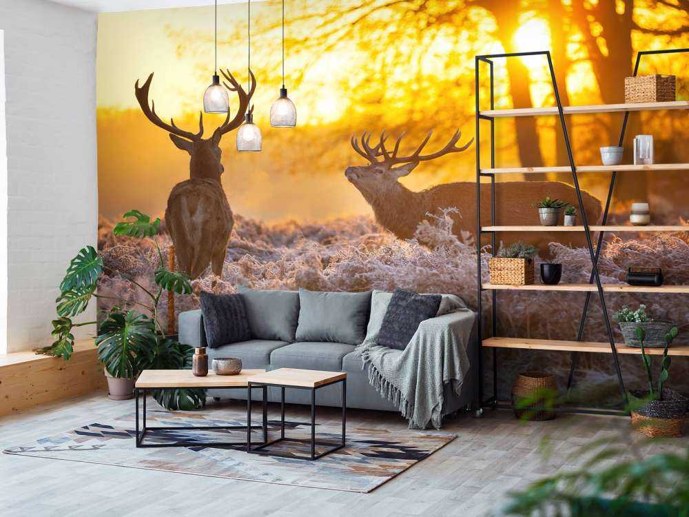 Deer at sunset