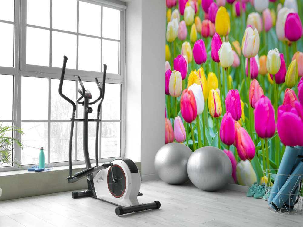 Colorful tulips in a field