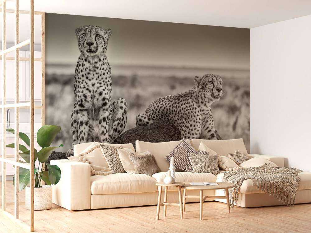 Two Cheetahs watching out