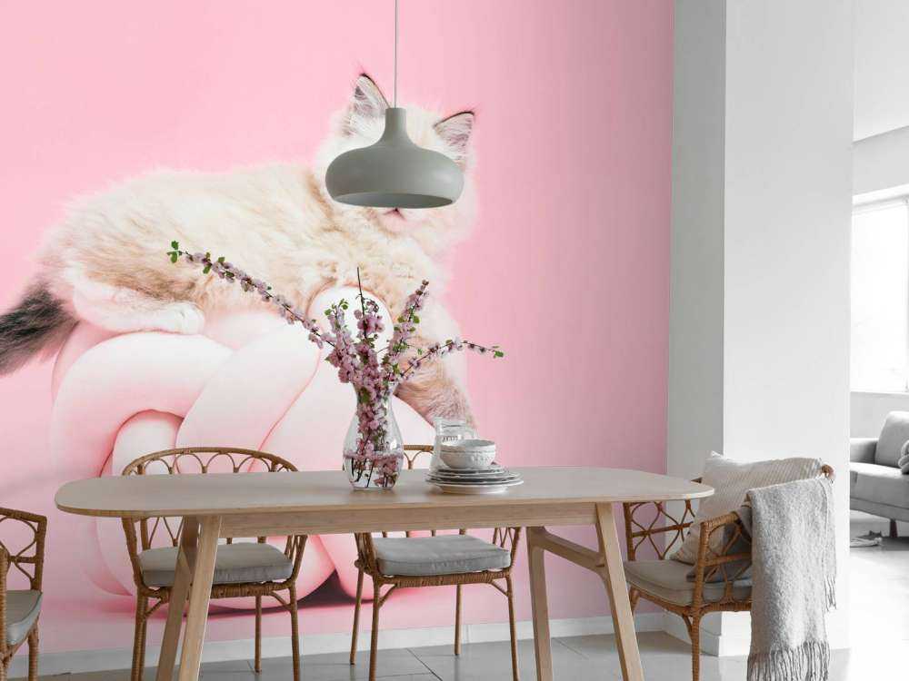 White cat on pink background