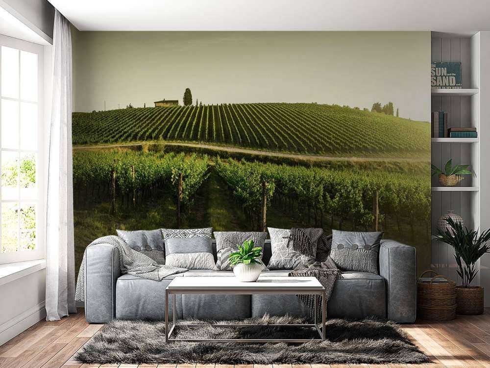 Tuscan vineyard