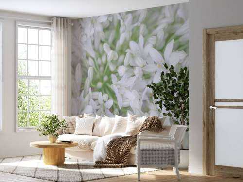 African Lily