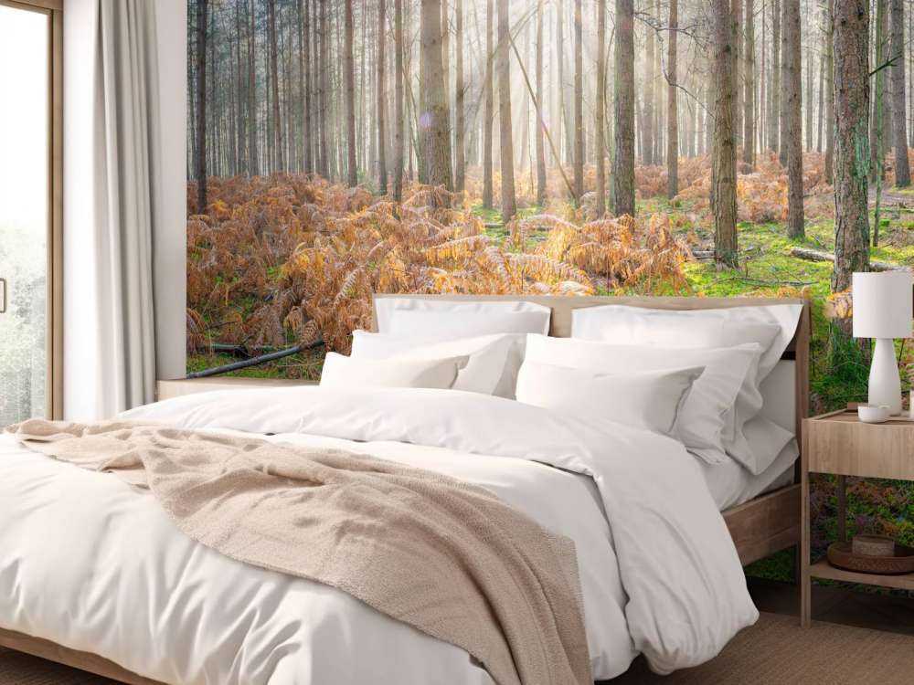 Forest during sunrise