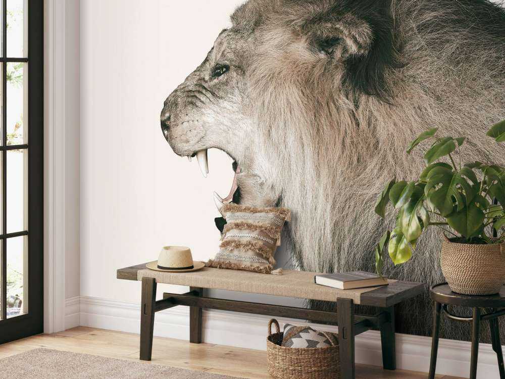 Roaring lion offwhite