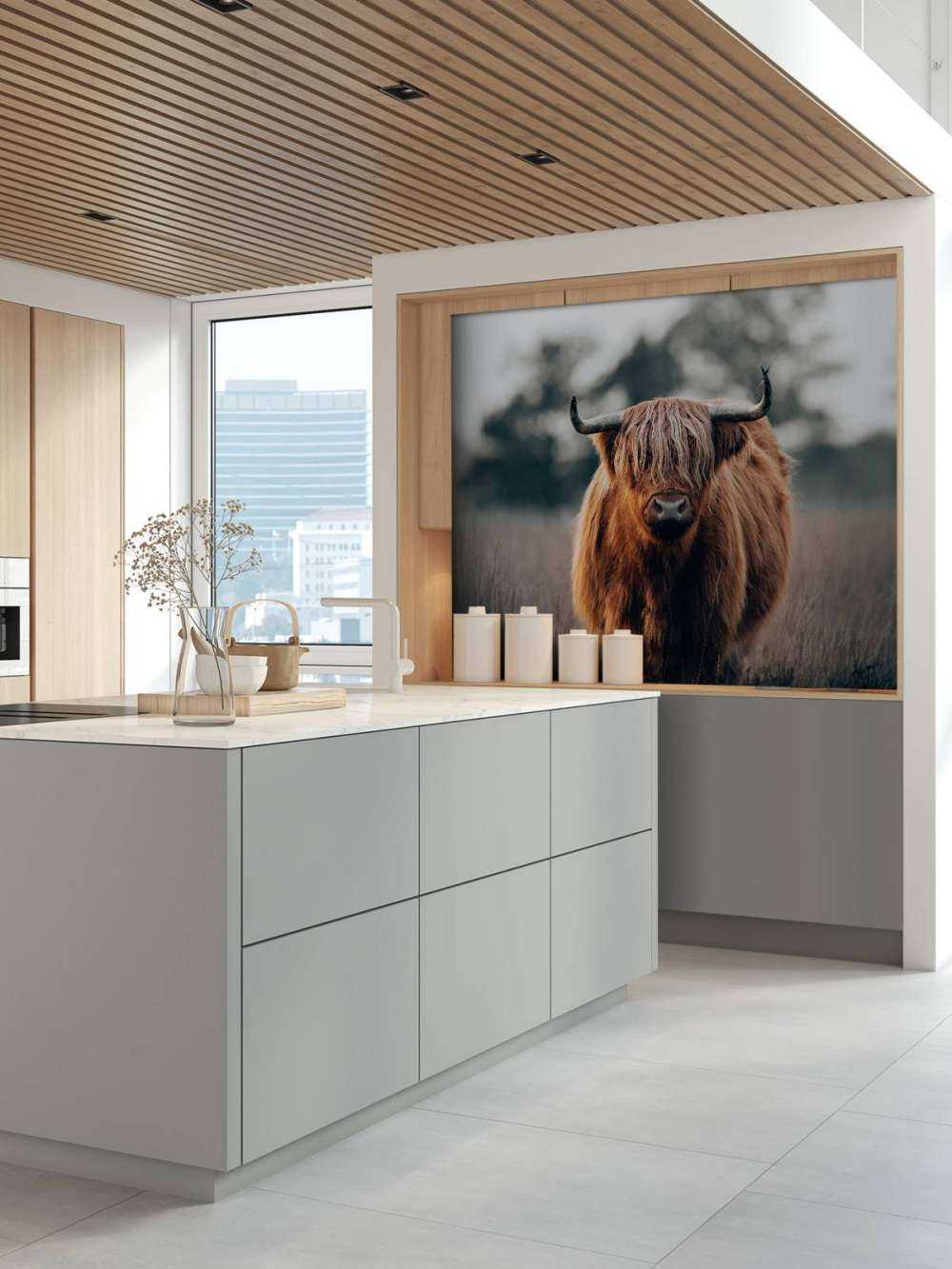 Portrait of highland cattle