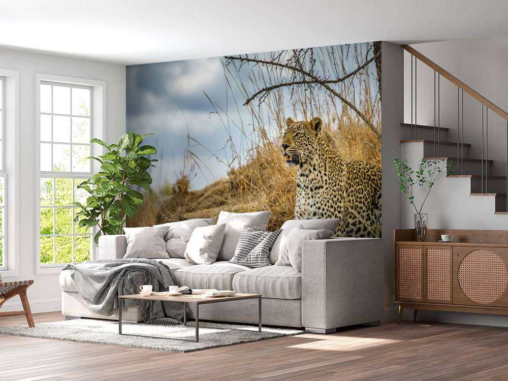 Leopard on the lookout