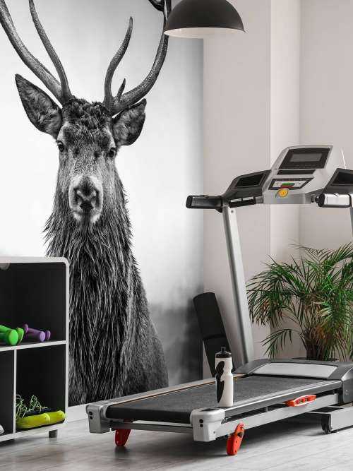 Big deer