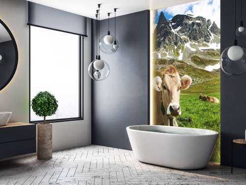 Austrian cow