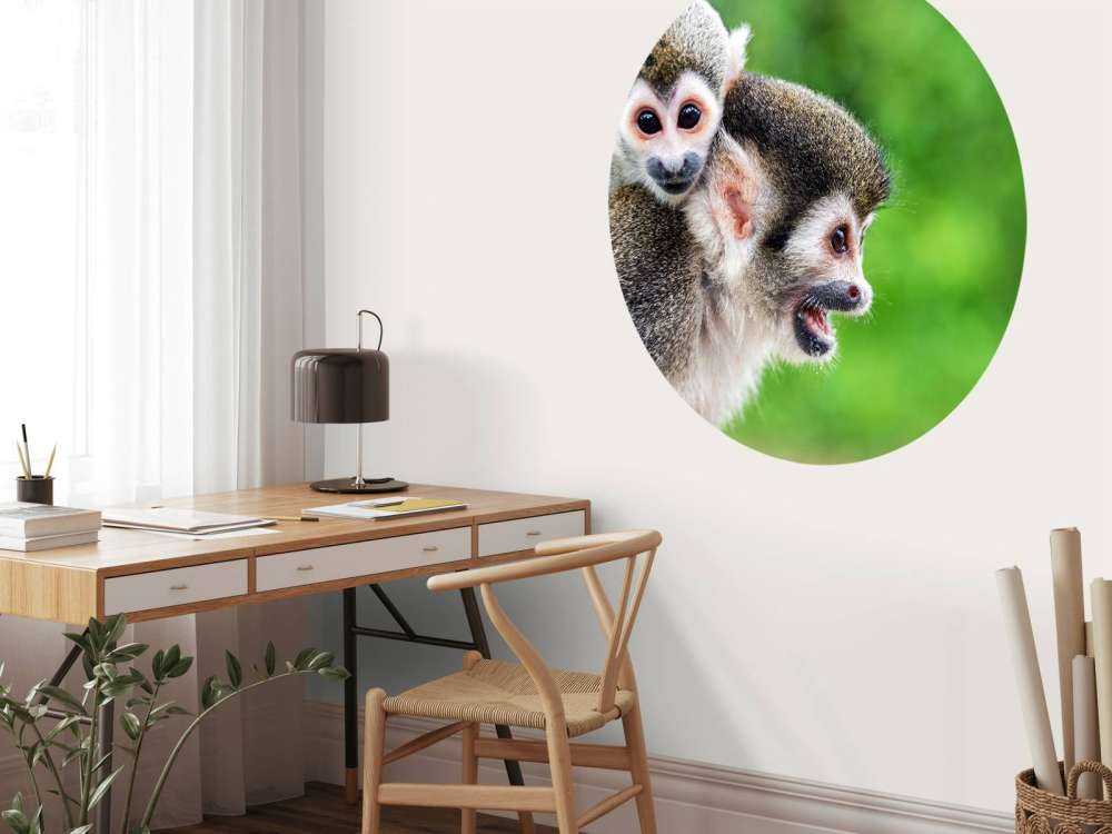 Squirrel monkeys