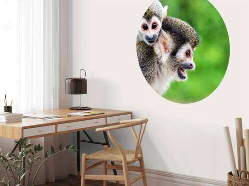 Squirrel monkeys