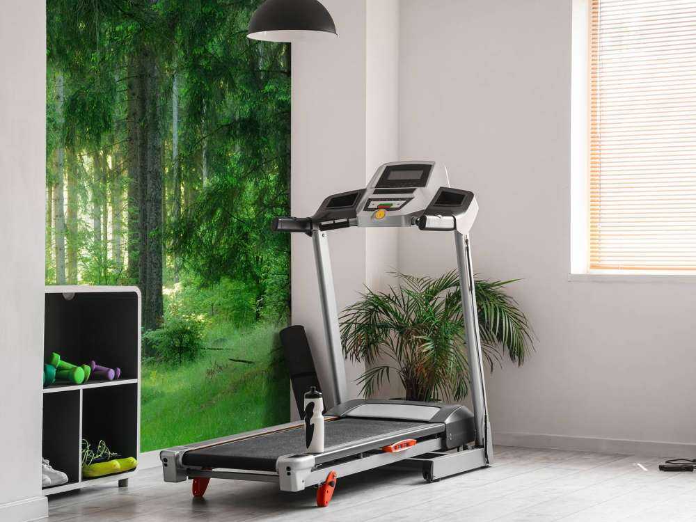 Green conifers forest