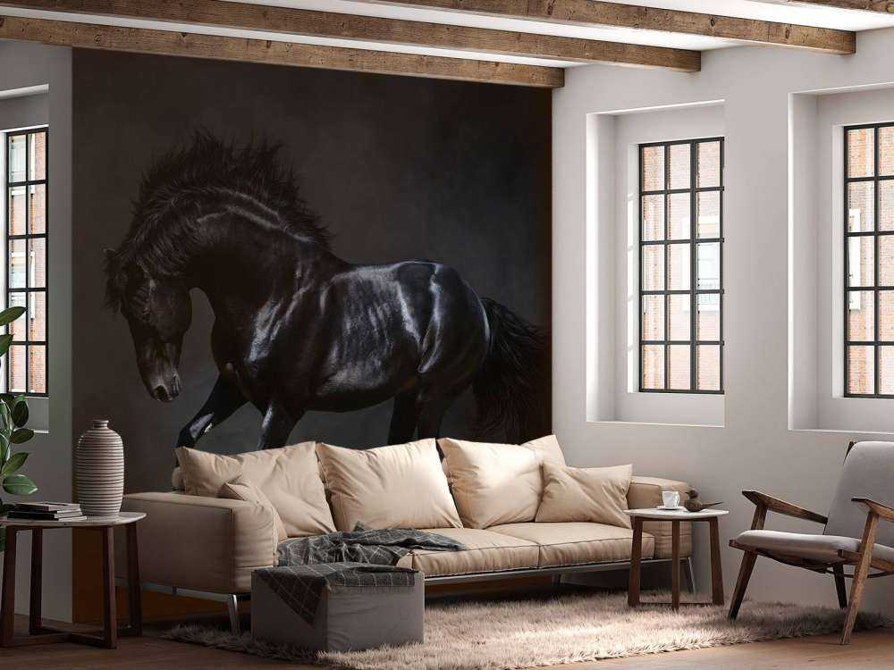 Black stallion