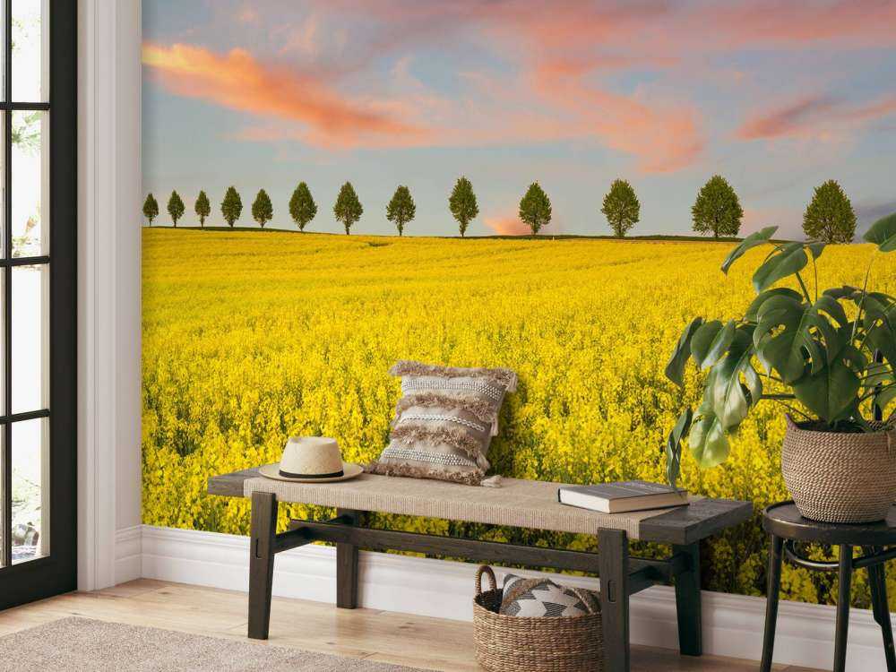 Field full of yellow flowers