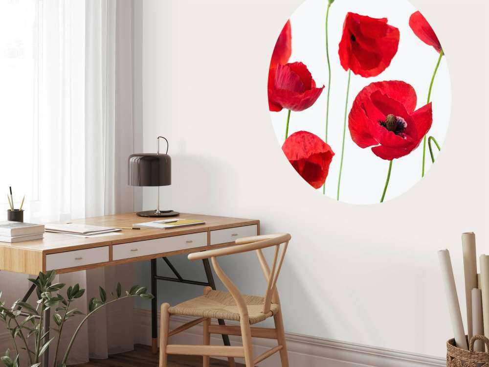 Poppies on white background