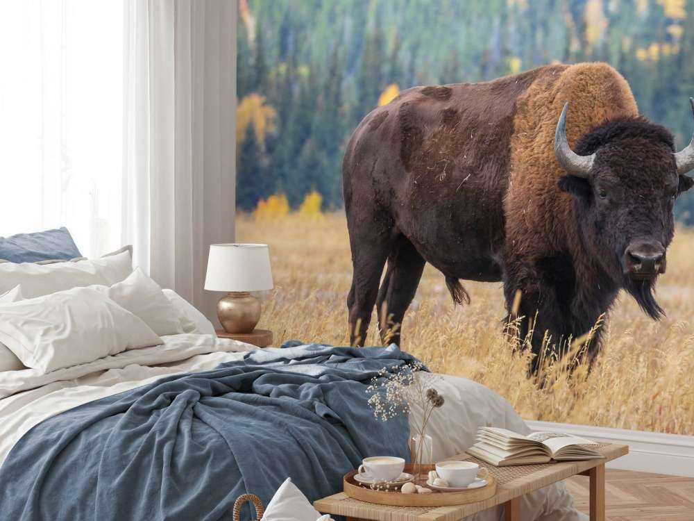American buffalo