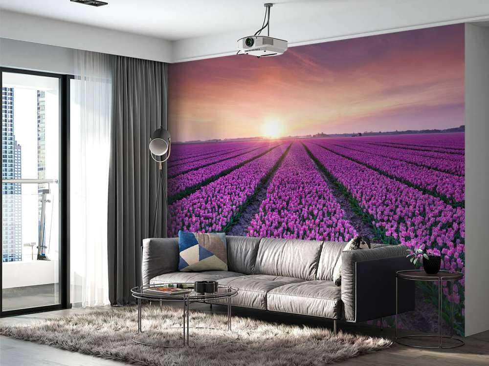 Tulip field at sunrise