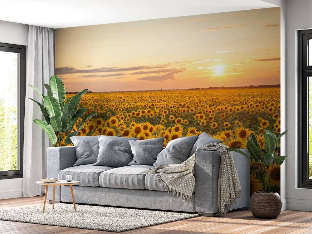 Sunflower field with sunset