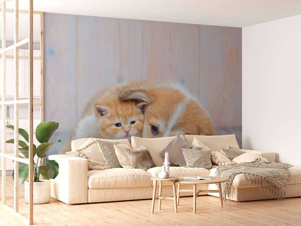 Cat wallpaper. Picture of a kitten and puppy.