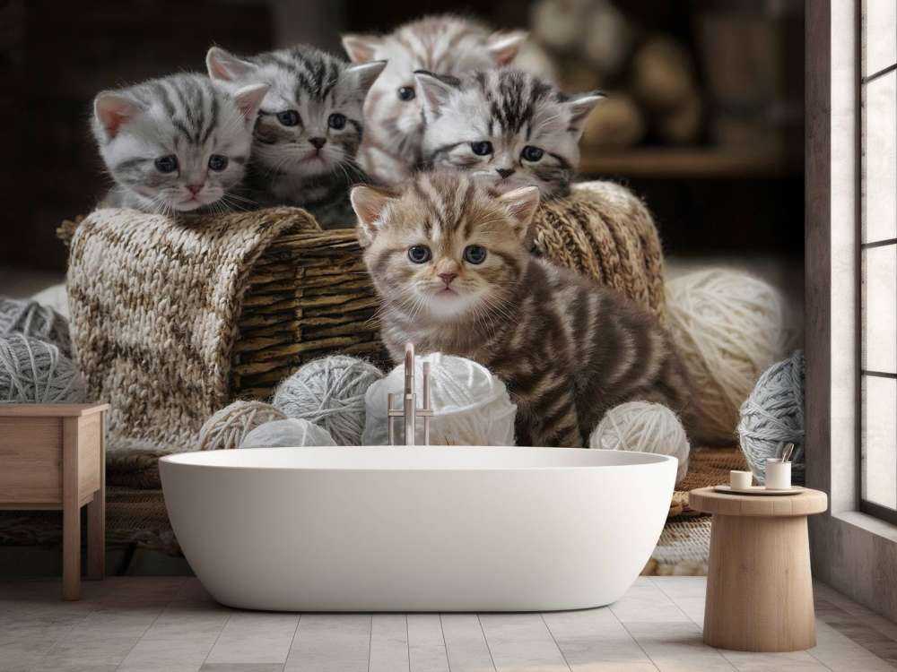 Kittens with wool