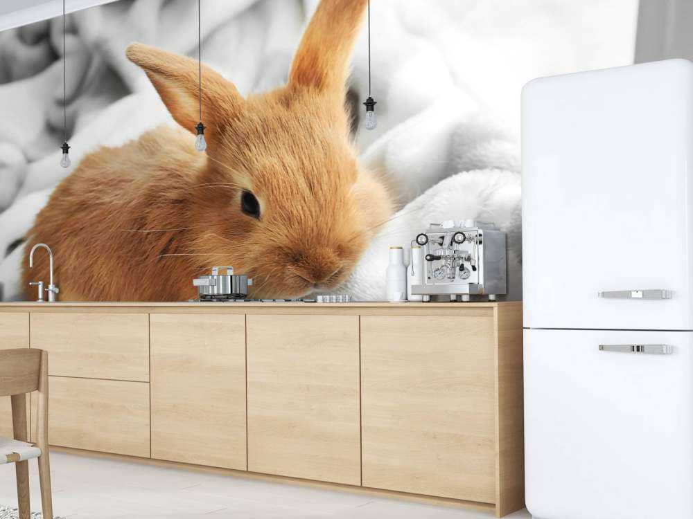 Brown rabbit