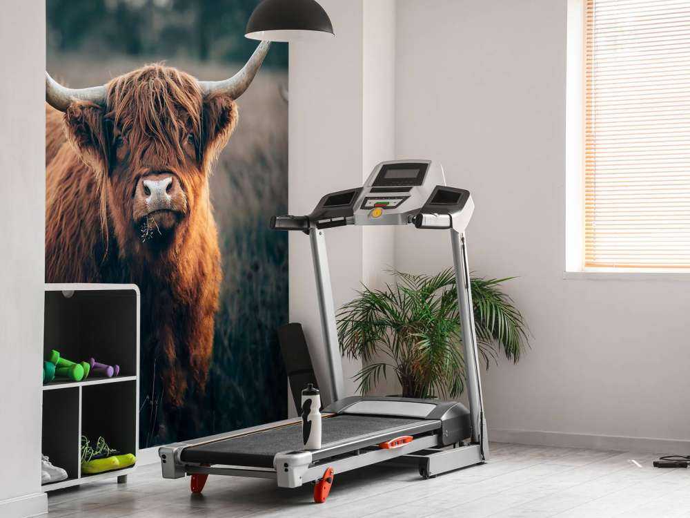 Scottish highlander close-up