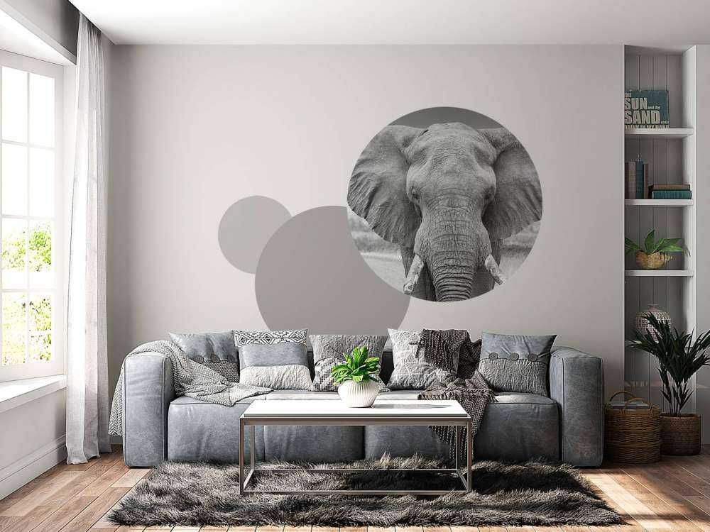 Elephant black and white