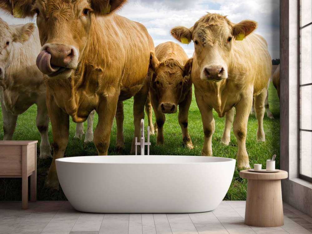 Brown cows