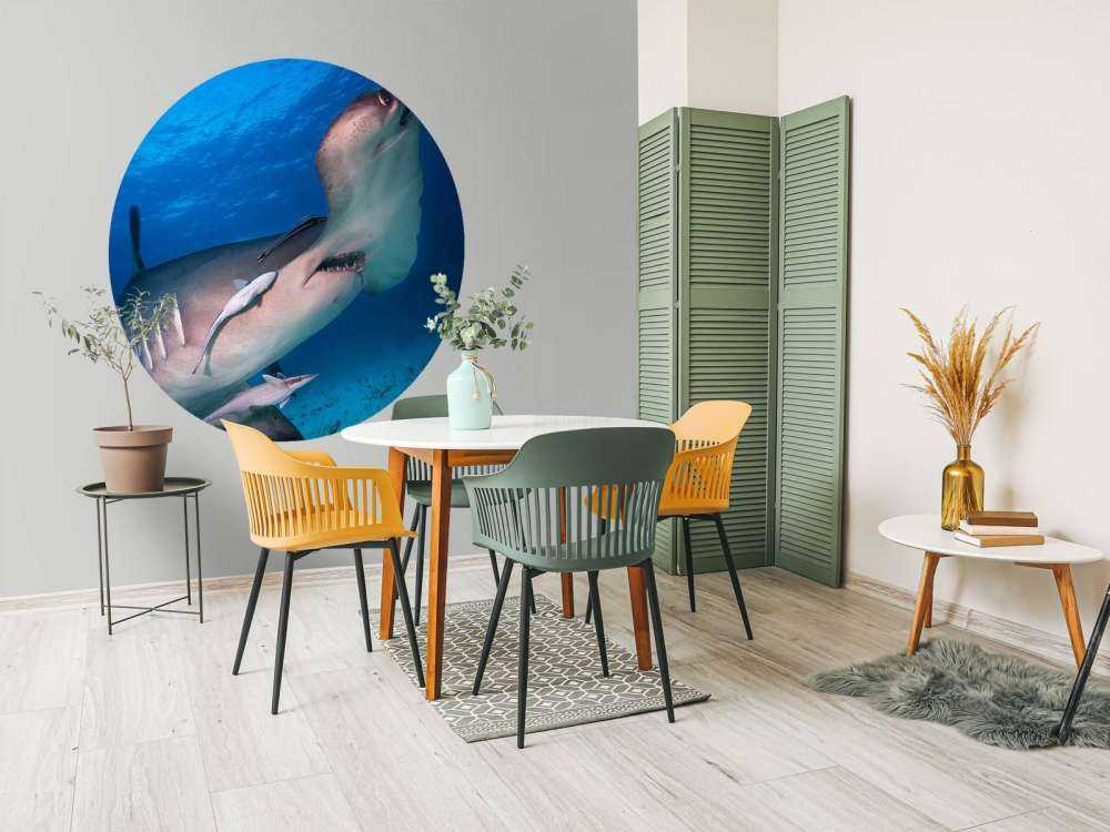 Hammerhead shark