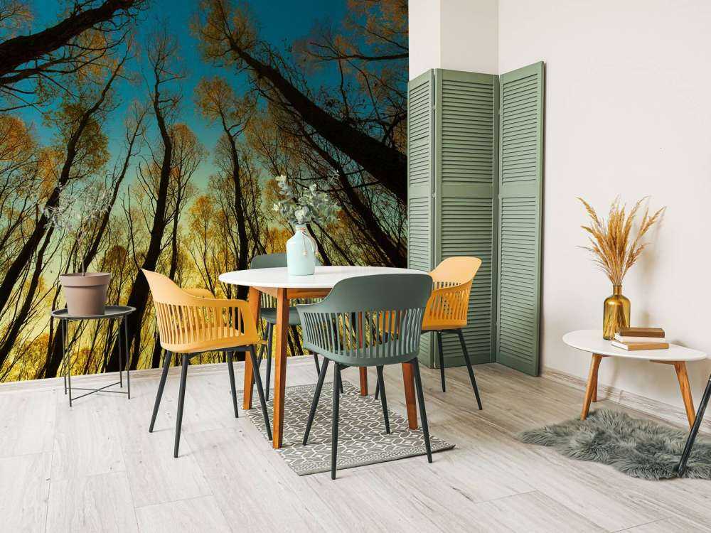 Sunrise between tall trees