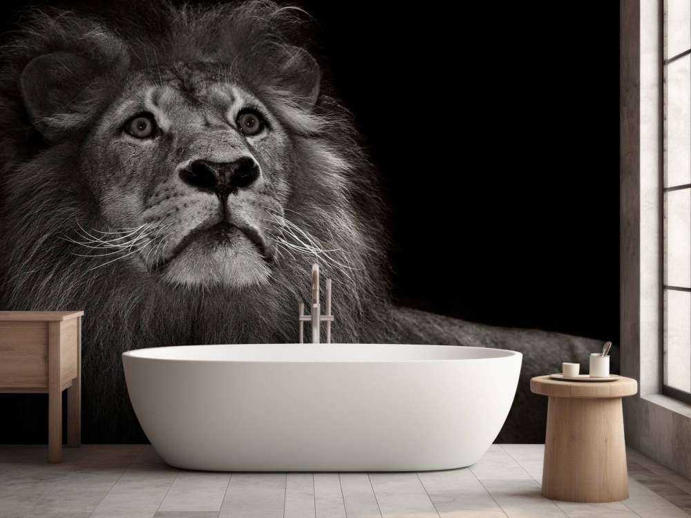 Lion on a black background