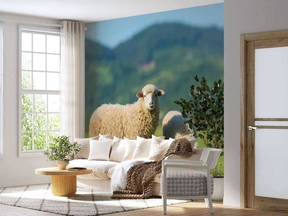 Two sheep in the meadow