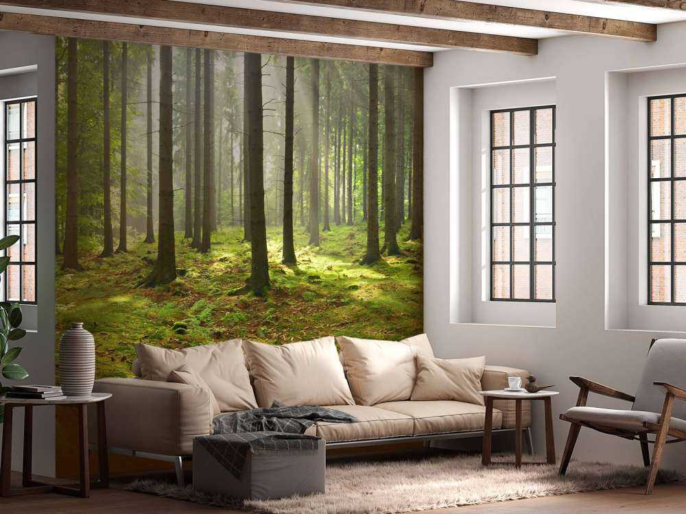 Spruce forest with sunlight