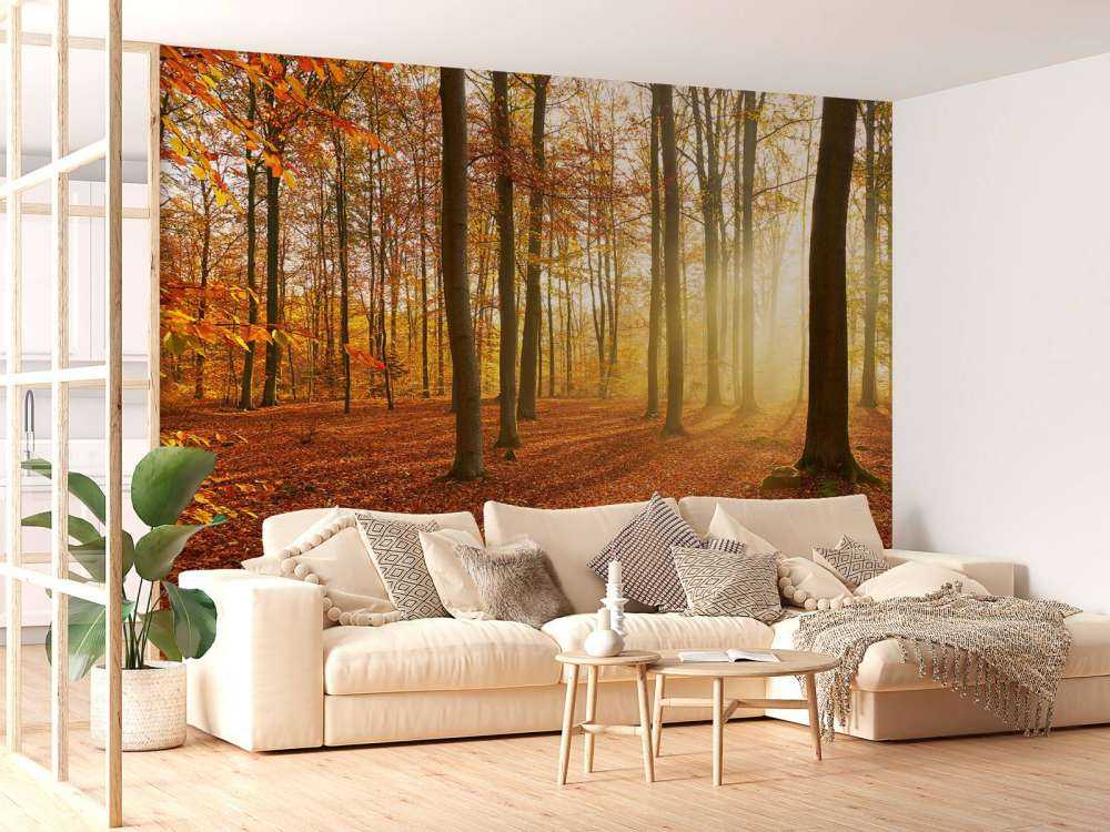 Autumn morning in forest