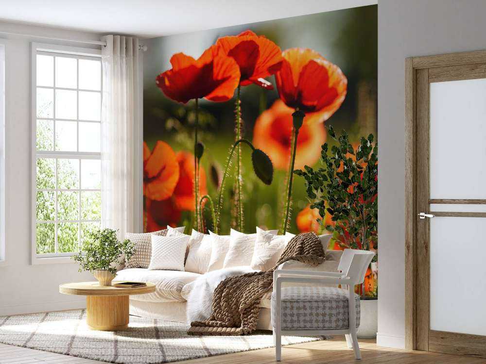 Poppies
