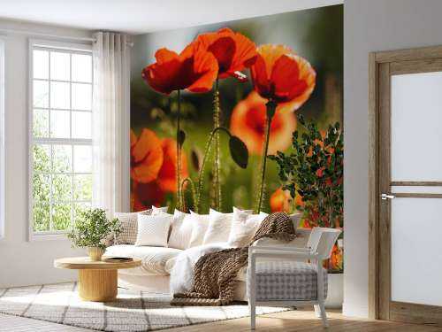 Poppies