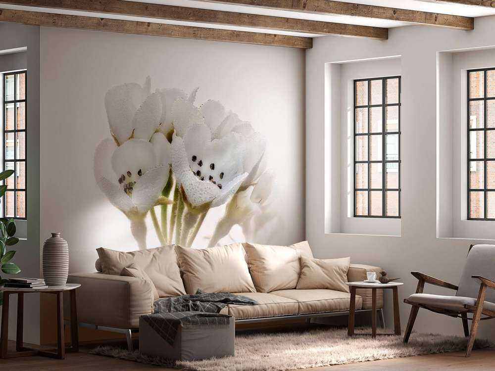 Pear blossom close-up