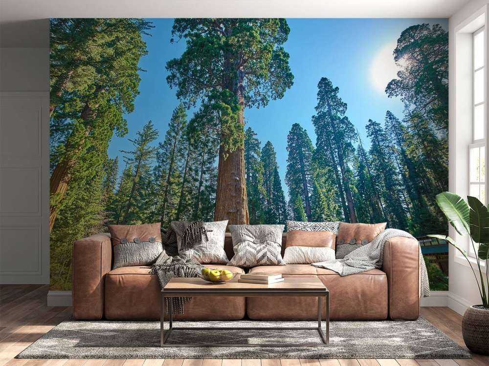 Sequoia trees